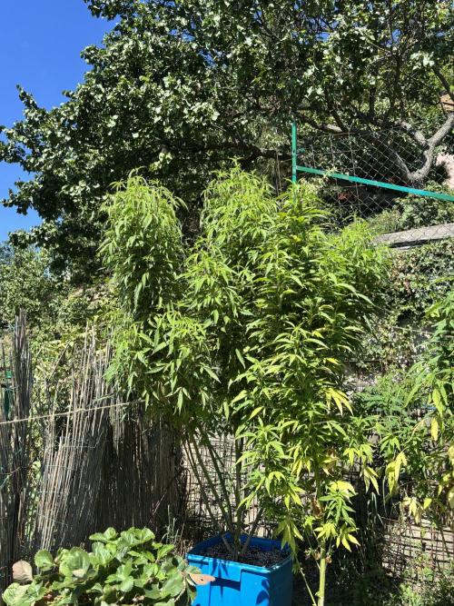 Outdoor. Week 11