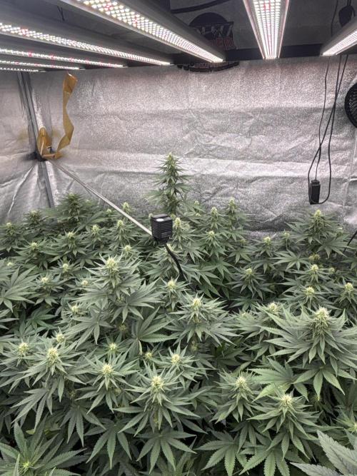 BonBoni 1,2,3. Week 8