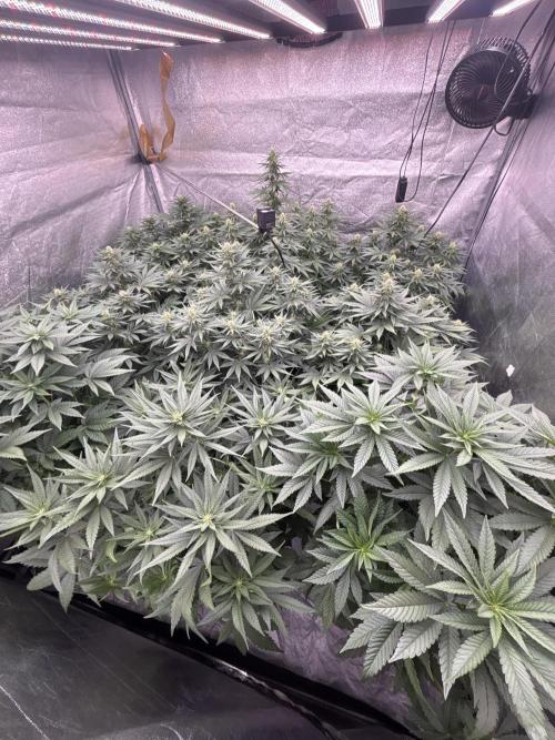 BonBoni 1,2,3. Week 8