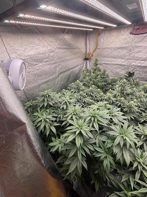BonBoni 1,2,3. Week 8
