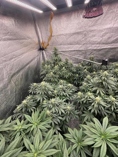 BonBoni 1,2,3. Week 8