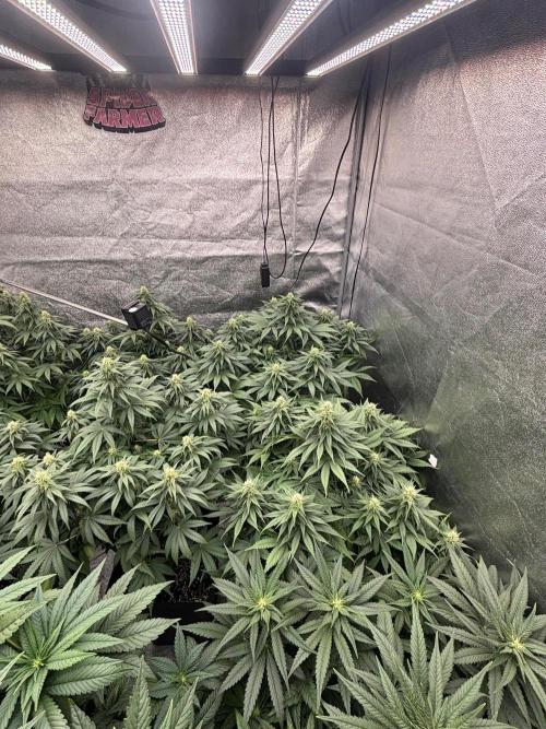 BonBoni 1,2,3. Week 8