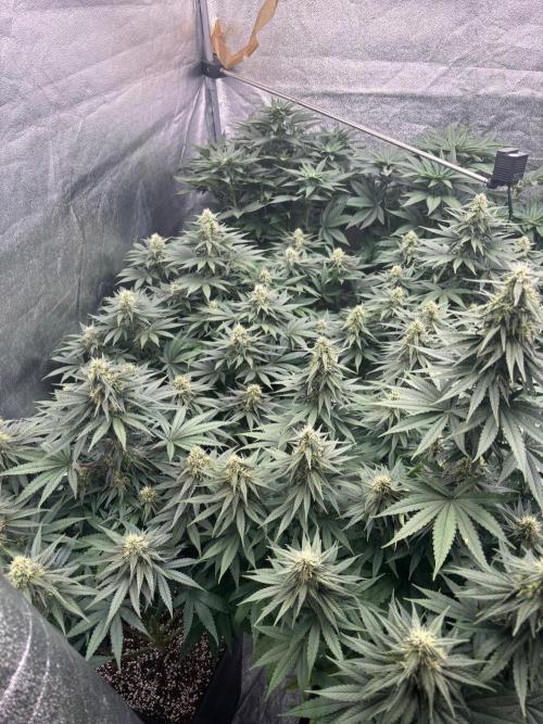 BonBoni 1,2,3. Week 9