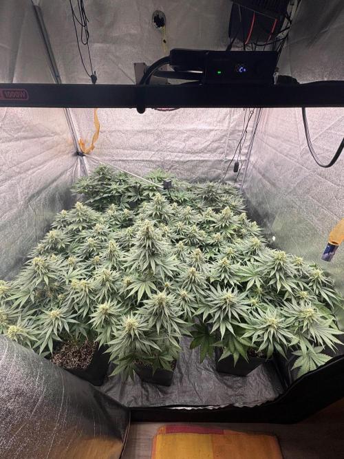 BonBoni 1,2,3. Week 9