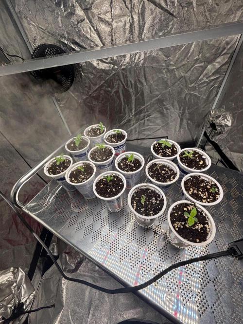 CIP KUSH. Week 1