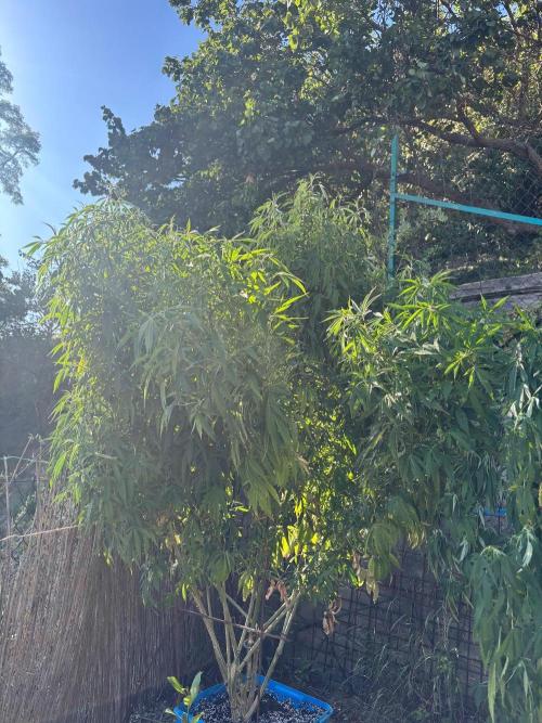Outdoor. Week 12