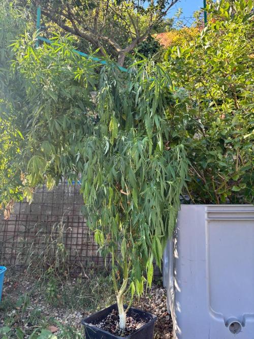 Outdoor. Week 12