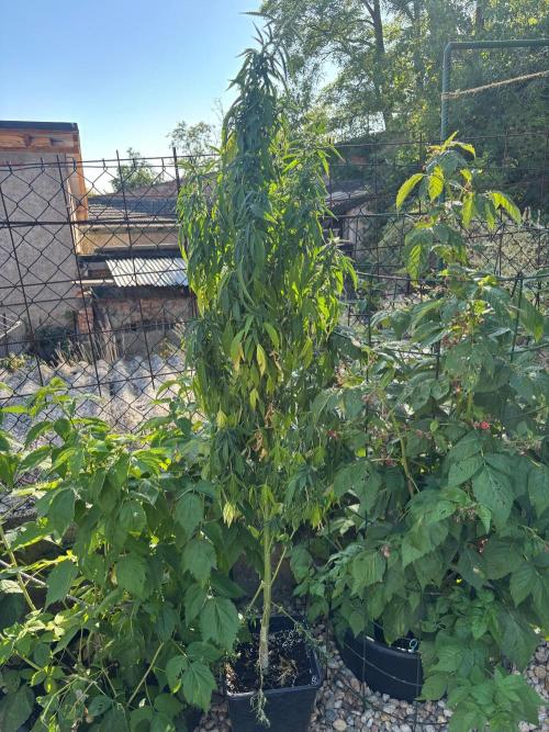 Outdoor. Week 12