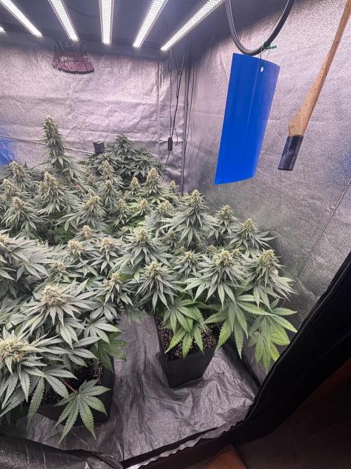 BonBoni 1,2,3. Week 10