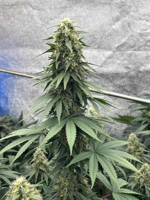 BonBoni 1,2,3. Week 10