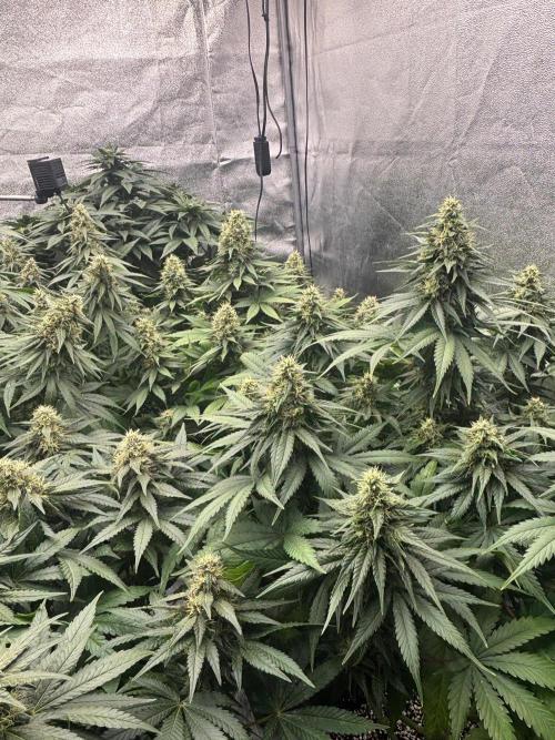 BonBoni 1,2,3. Week 10