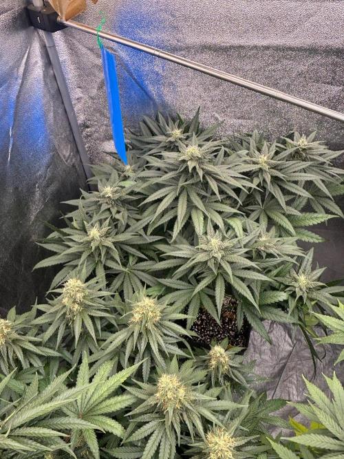 BonBoni 1,2,3. Week 10