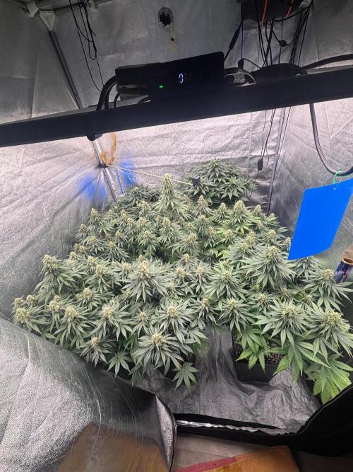 BonBoni 1,2,3. Week 10