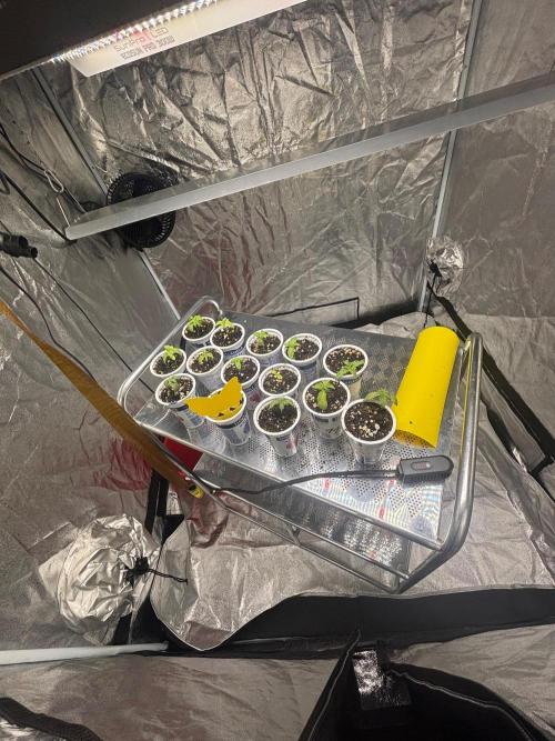 CIP KUSH. Week 2