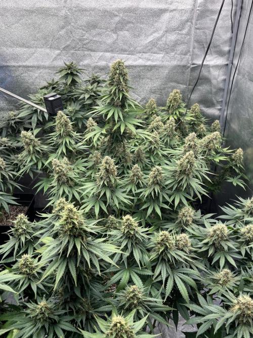 BonBoni 1,2,3 . Week 11