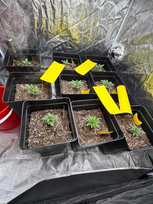 CIP KUSH. Week 3