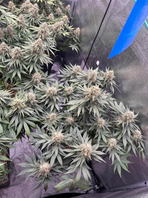 BonBoni 1,2,3. Week 11