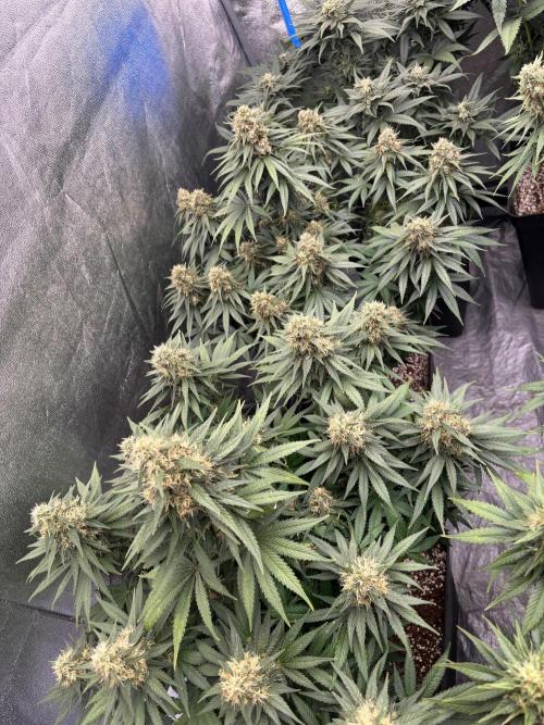 BonBoni 1,2,3. Week 11