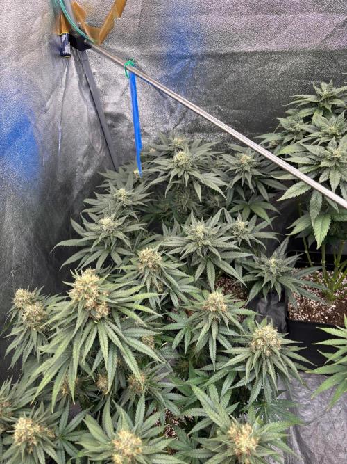 BonBoni 1,2,3. Week 11