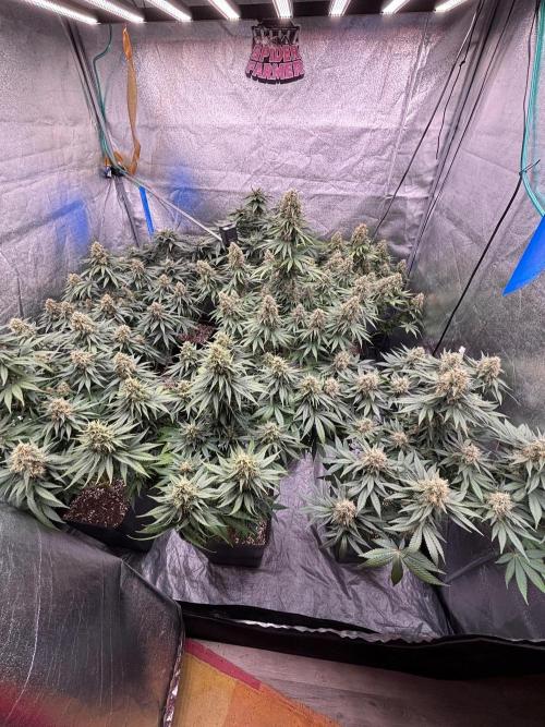 BonBoni 1,2,3. Week 11