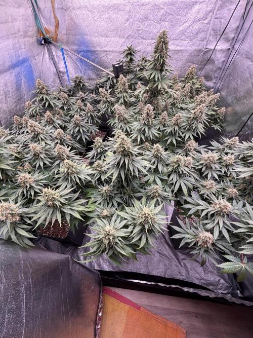 BonBoni 1,2,3 . Week 11