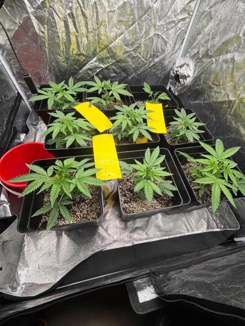 CIP KUSH. Week 4