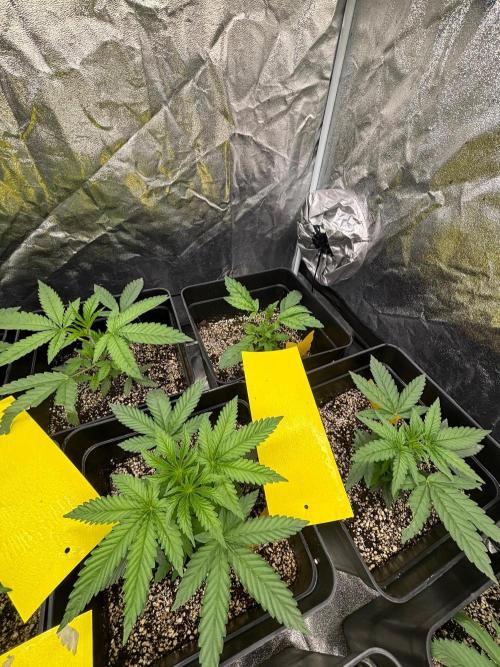 CIP KUSH. Week 4