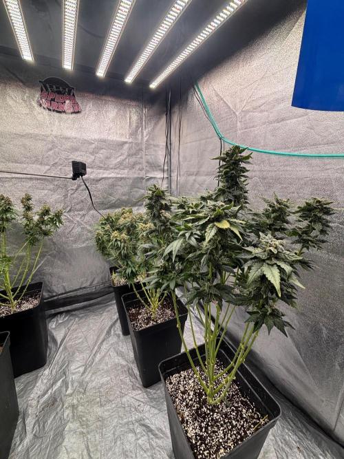 BonBoni 1,2,3. Week 12
