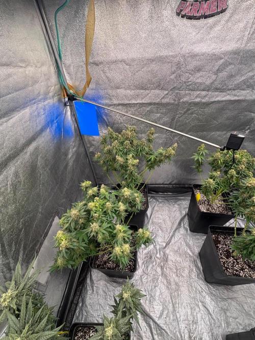 BonBoni 1,2,3. Week 12