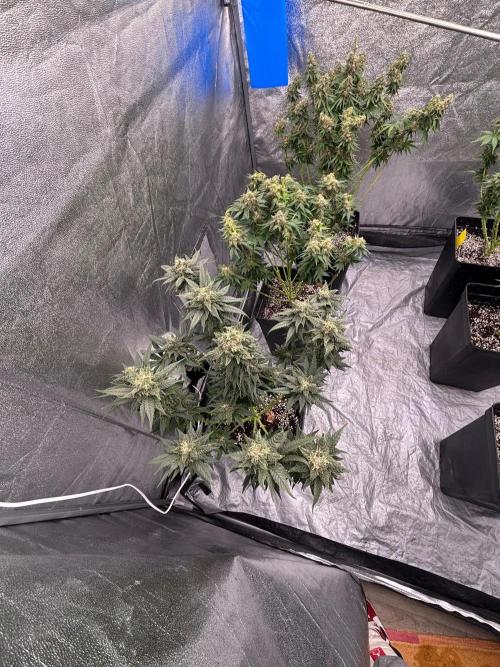 BonBoni 1,2,3. Week 12