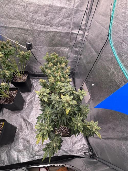 BonBoni 1,2,3. Week 12