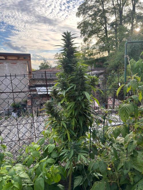 Outdoor. Week 13 - Fast Leepa 