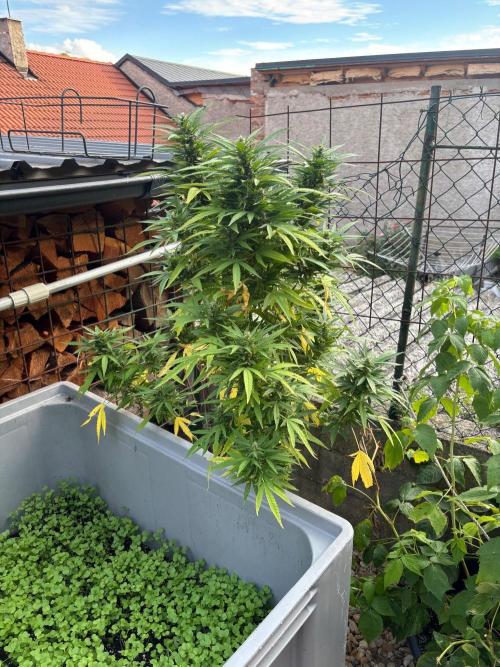 Outdoor. Week 13 - Fast Leepa 