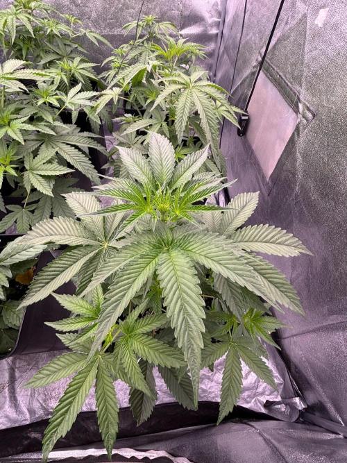 CIP KUSH. Week 5