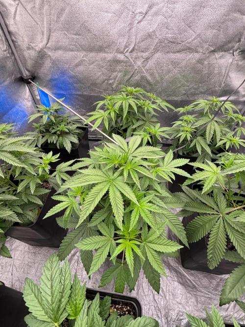 CIP KUSH. Week 5