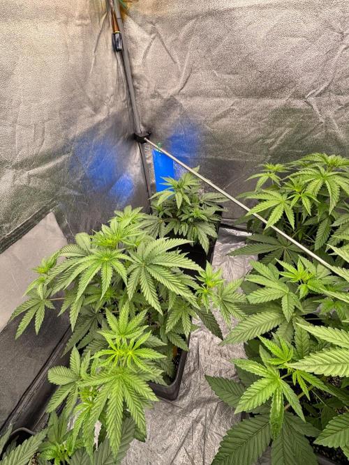 CIP KUSH. Week 5
