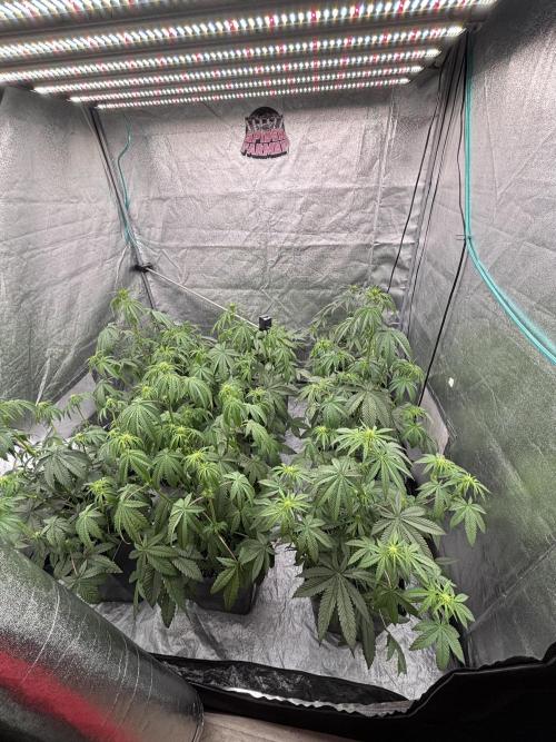 CIP KUSH. Week 6