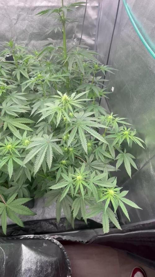 CIP KUSH