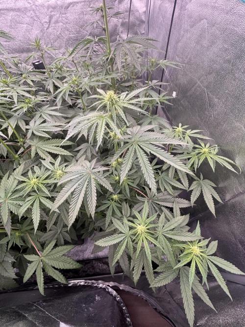 CIP KUSH. Week 6