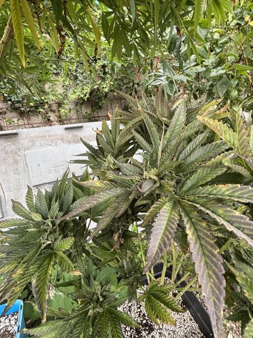 Outdoor. Week 5