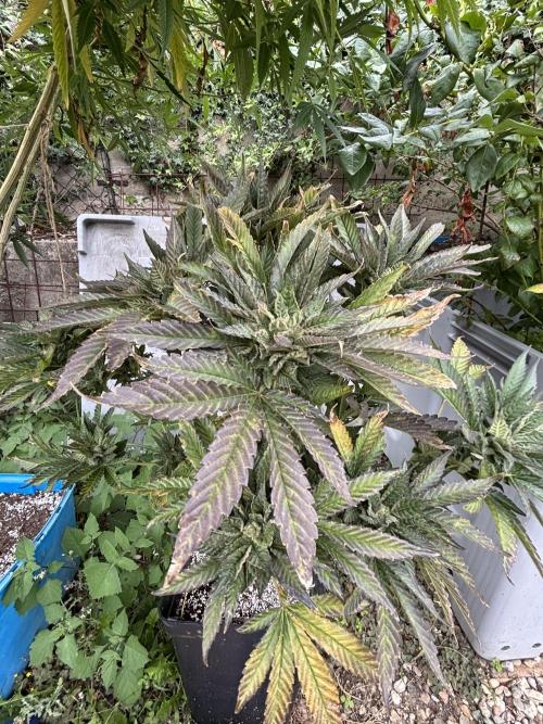 Outdoor. Week 5