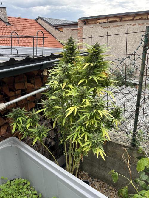 Outdoor. Week 5