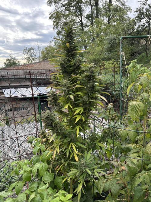 Outdoor. Week 5