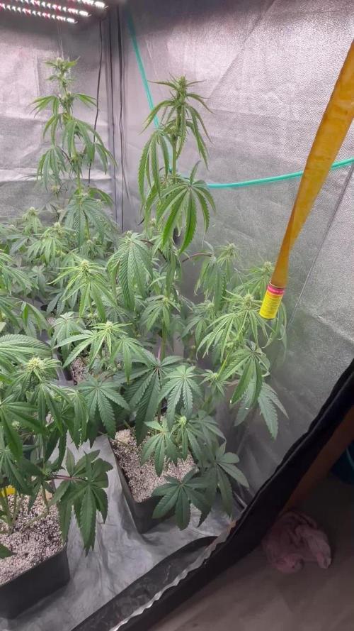 CIP KUSH