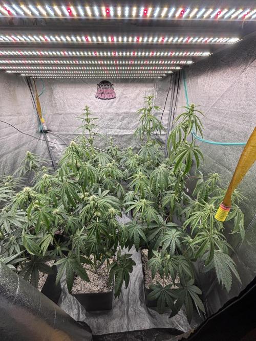 CIP KUSH. Week 7