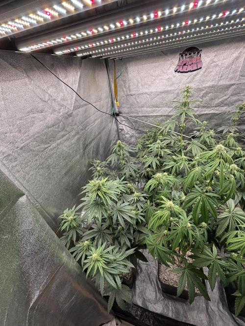 CIP KUSH. Week 7