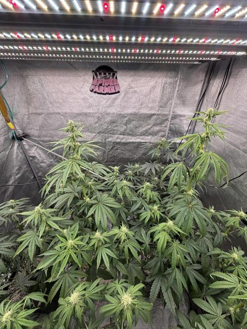 CIP KUSH. Week 7