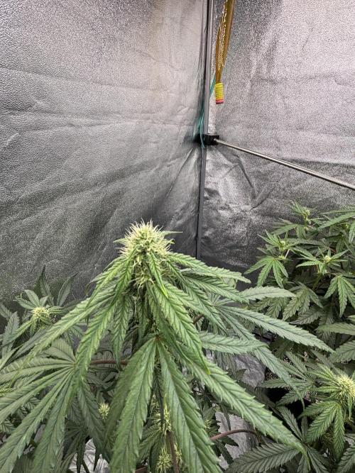 CIP KUSH. Week 7