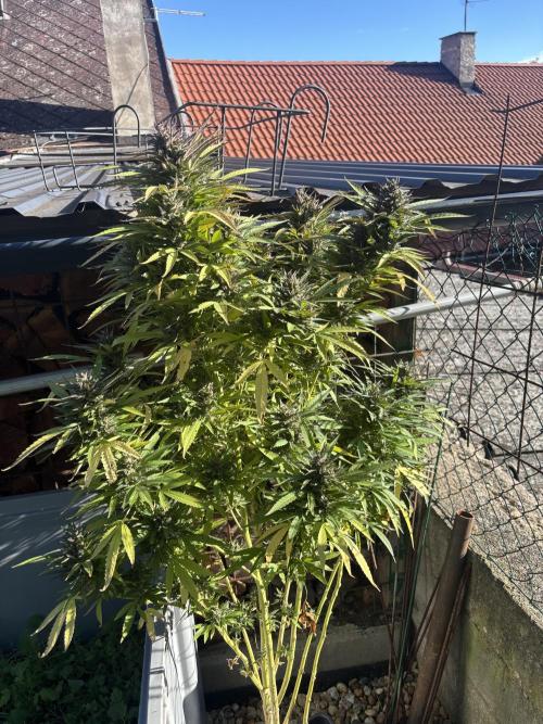 Outdoor. Week 6
