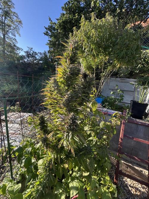 Outdoor. Week 6